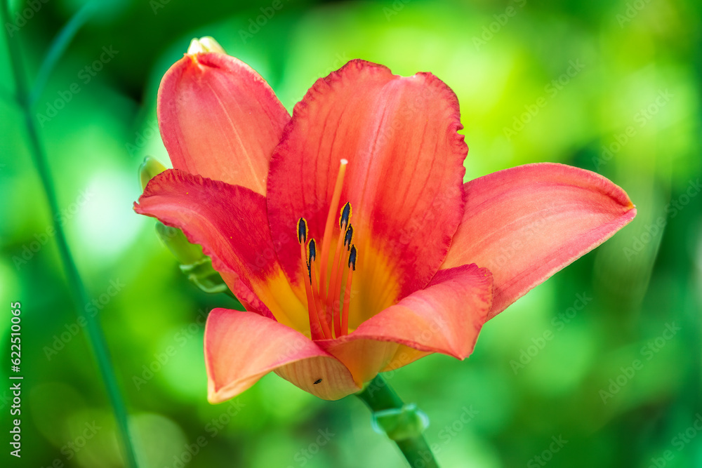 Hippeastrum red flower close up on green leaf background