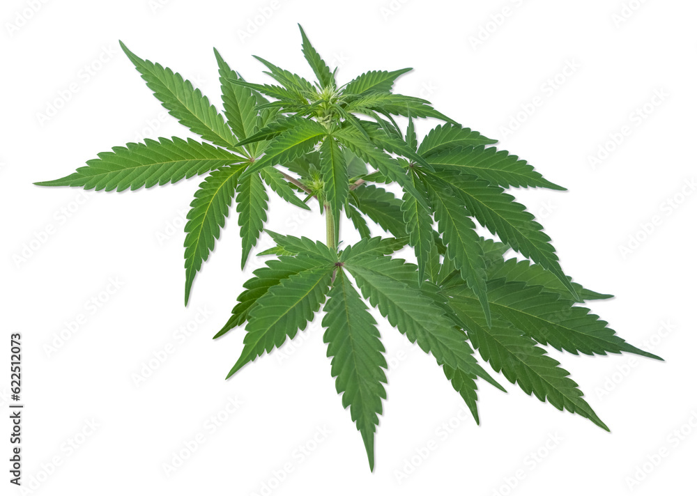 Cannabis or hemp plant isolated on white background. Cannabis or hemp plant isolated on white background.