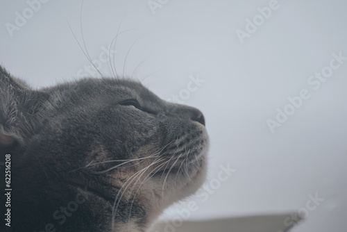 外を見つめる猫