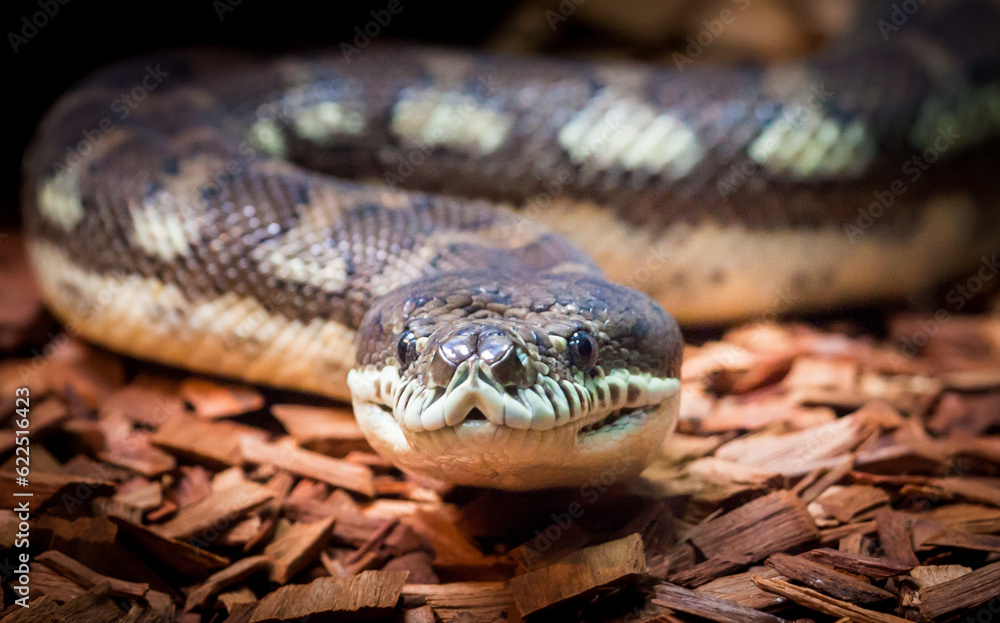 Fototapeta premium This is a Coastal Carpet Python. At up to 4 meters, it is the largest subspecies of Carpet Python and is found in Queensland and New South Wales in Australia.