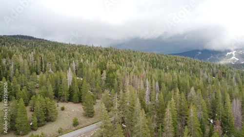 Aerial Slider Shot of Pine Forest with Storm Clouds photo