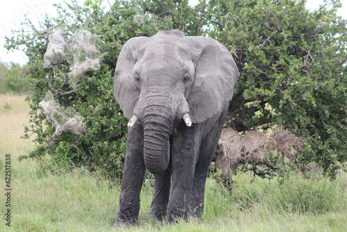 Elephant in the jungle