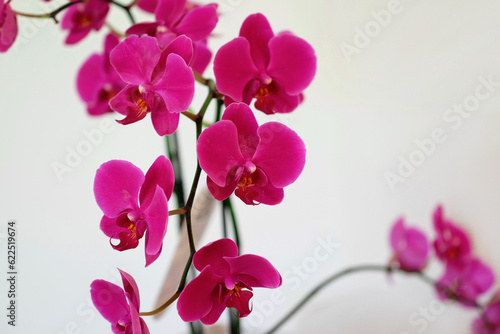 pink orchid flower