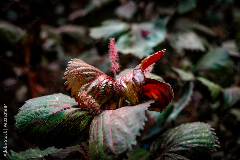 Obraz premium red leaves