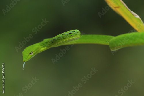 shoot snake / Asian vine snake / green snake / charming green snake