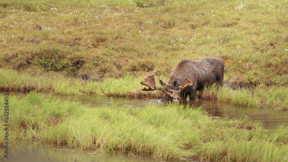 A moose in the Alaskan Tundra drinks from a river in slow motion. A moose in the Alaskan Tundra drinks from a river in slow motion.
