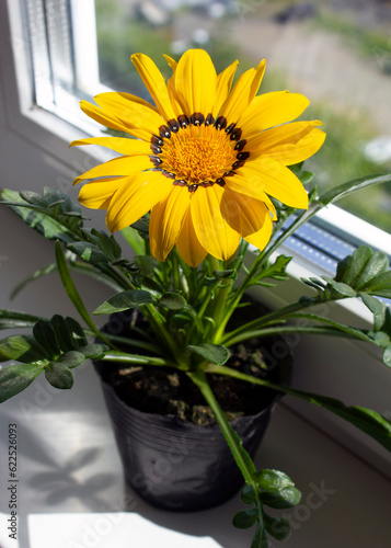 Yellow Gazania or Treasure flower in full bloom on the windowsill. Gazania rigens splendens.