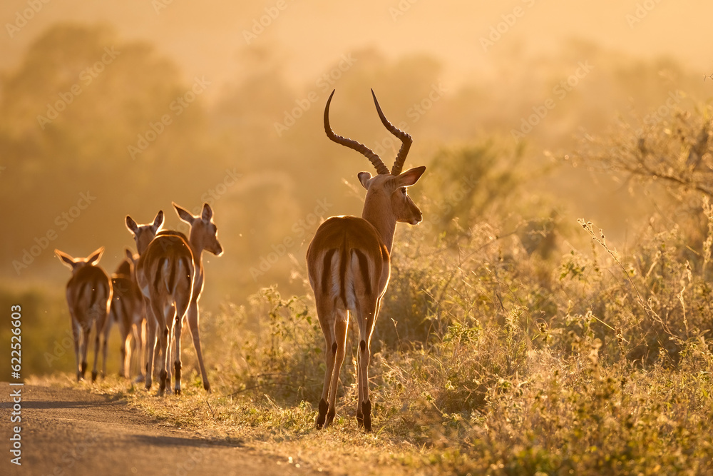 Fototapeta premium An Impala ram moves his herd along the road into the morning sun