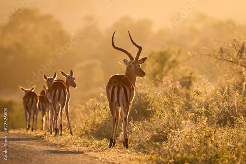 An Impala ram moves his herd along the road into the morning sun