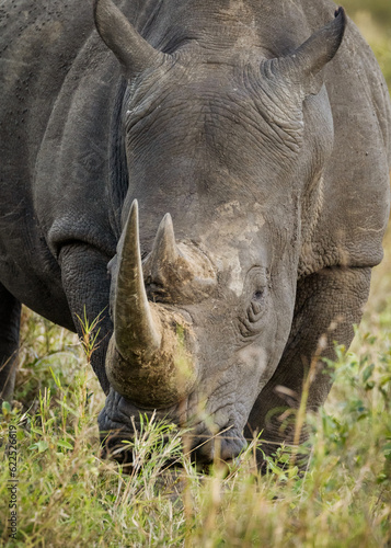 A white rhino eating grass in a protected game reserve