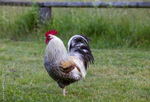 A rooster with brown, black and white feathers standing on a meadow