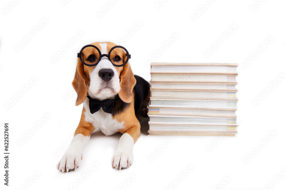 A beagle dog in a bow tie and round glasses lies on a white isolated background near a stack of books. The concept of education, return to school. 