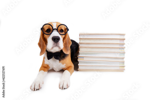 Fototapeta Naklejka Na Ścianę i Meble -  A beagle dog in a bow tie and round glasses lies on a white isolated background near a stack of books. The concept of education, return to school. 