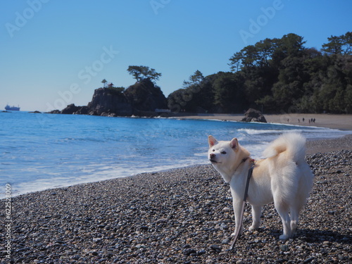 桂浜と白い犬