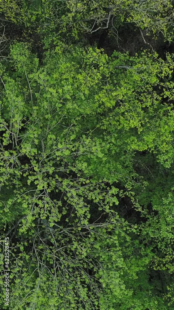 Vertical video. Trees background. Nature tranquility. Aerial shot. Outdoor peaceful fresh lush forest woodland greenery plants crowns foliage swinging in wind landscape view. Vertical video. Trees background. Nature tranquility. Aerial shot. Outdoor peaceful fresh lush forest woodland greenery plants crowns foliage swinging in wind landscape view.