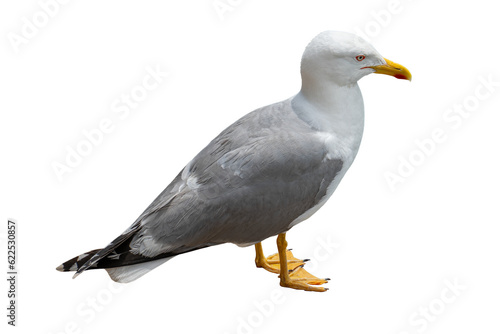 typical seagull waiting for something isolated on transparent background © magann
