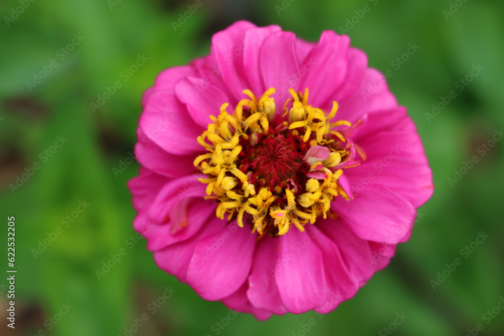 Pink Zinnia plant in bloom in the flowerbed on summer Pink Zinnia plant in bloom in the flowerbed on summer