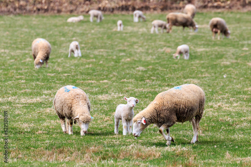 北海道恵庭市、牧草地にたたずむ羊の親子【4月】