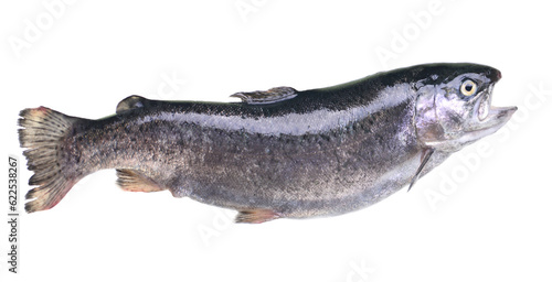 Fish trout isolated on white