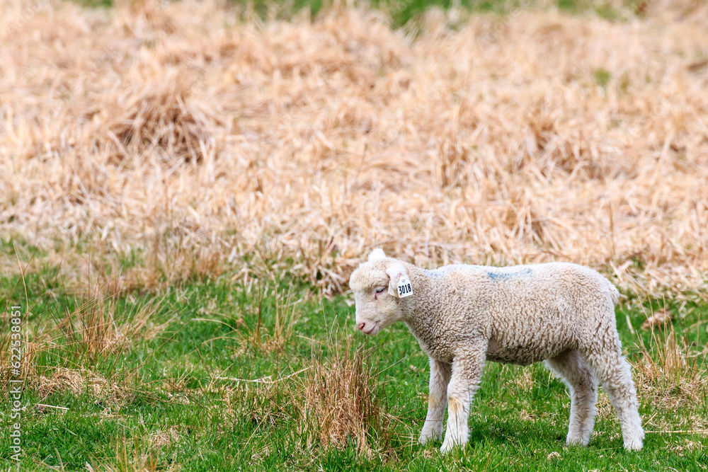 北海道恵庭市、生まれて間もない子羊のお散歩【4月】