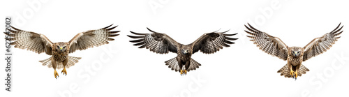 hawk flying. generated ai