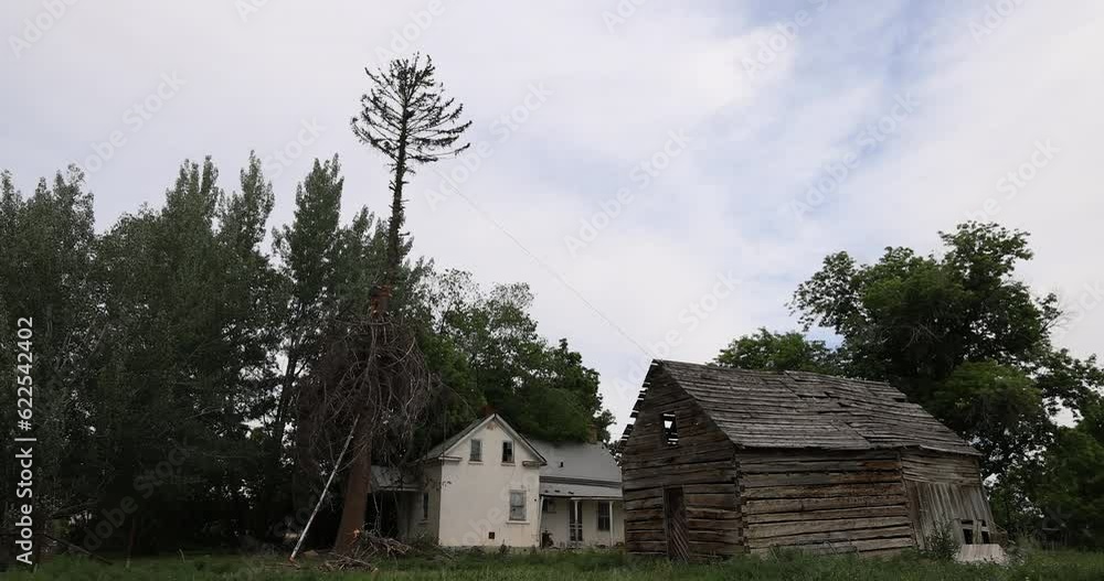 Old pine tree man high in branches cutting top falls. Historic home and log building. Man climbs and cuts the dead wood from the top down. Dangerous and job requiring skill and strength. Chainsaw. Old pine tree man high in branches cutting top falls. Historic home and log building. Man climbs and cuts the dead wood from the top down. Dangerous and job requiring skill and strength. Chainsaw.