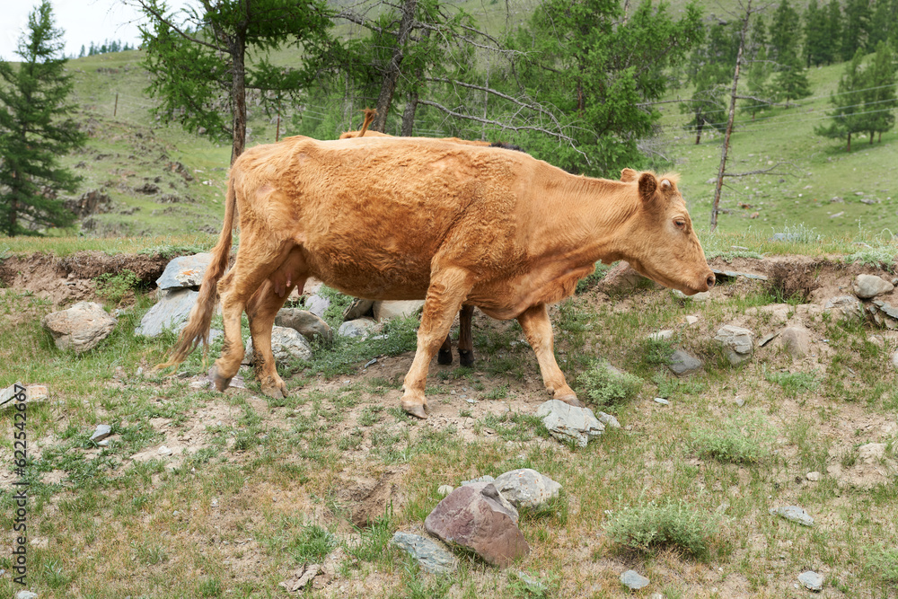 Cows grazing on the grass in the mountains of Altai. Cows grazing on the grass in the mountains of Altai.