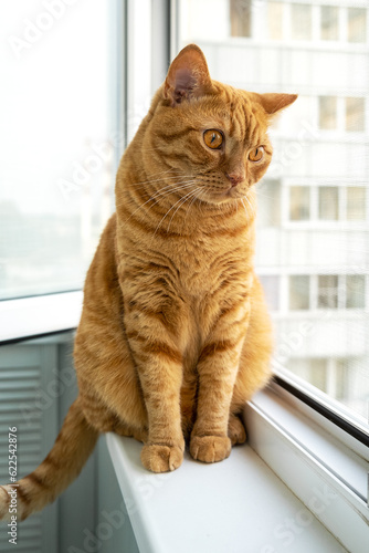 Large adult cute ginger cat sitting on windowsill looking down. Pets theme. Selective focus.