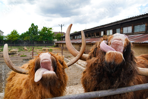 bulls of the Scottish breed that show tongues asking for food. High quality photo photo