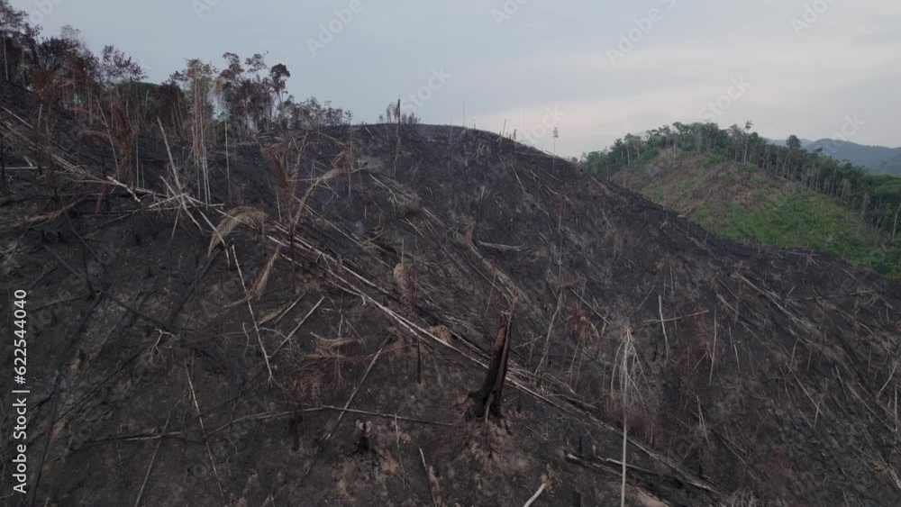 A drone reveal of the Amazon jungle where a new section of was prepped and cleared for cattle farming.