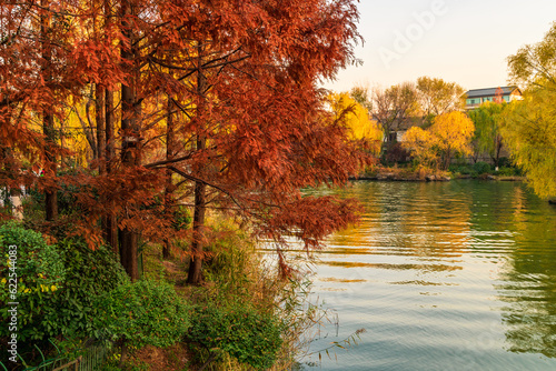 The spring city of Jinan in golden autumn, the colorful autumn colors of Daming Lake Scenic Area