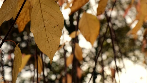 Colorful falling autumn leaves. View through the autumn foliage in park forest. Golden tree leaves. Beautiful tree with yellow leaves in autumn forest. Path littered with autumn leaves. Nature fall