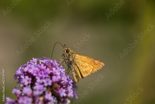 butterfly on patagonian verbena