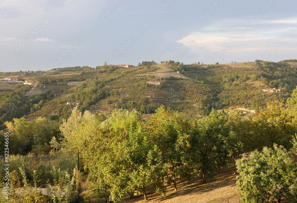 Groves of hazelnuts in the area of Albaretto della Torre in Piedmont, Italy