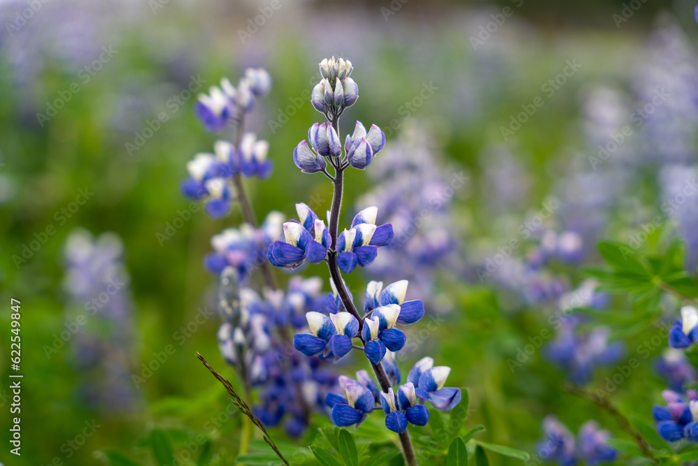 Blooming blue wild lupine (Lupinus perennis) Blooming blue wild lupine (Lupinus perennis)
