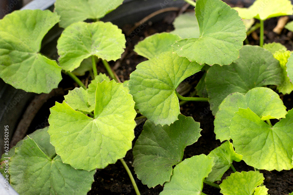 Gotu Kola plant growing in a pot Gotu Kola plant growing in a pot