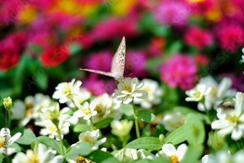 close up of a flower