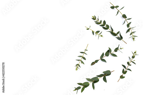 Green leaves of eucalyptus on white