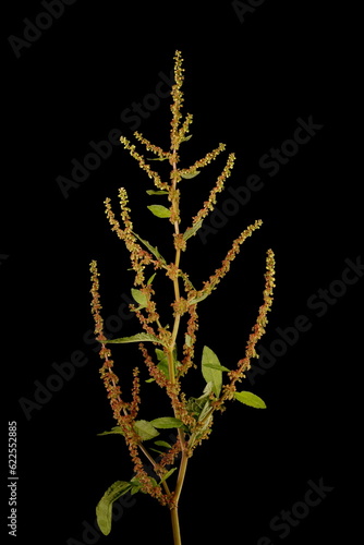 Fotografie Broad-Leaved Dock (Rumex obtusifolius subsp