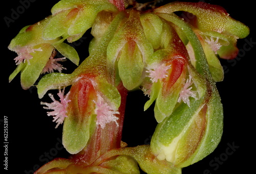 Broad-Leaved Dock (Rumex obtusifolius subsp. obtusifolius). Flowers Closeup photo