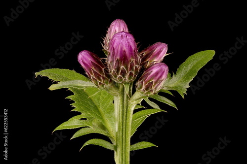 Fotografía Saw-Wort (Serratula tinctoria). Immature Synflorescence Closeup