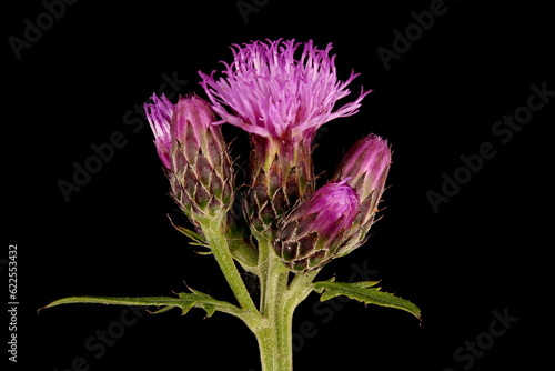 Saw-Wort (Serratula tinctoria). Synflorescence Closeup photo