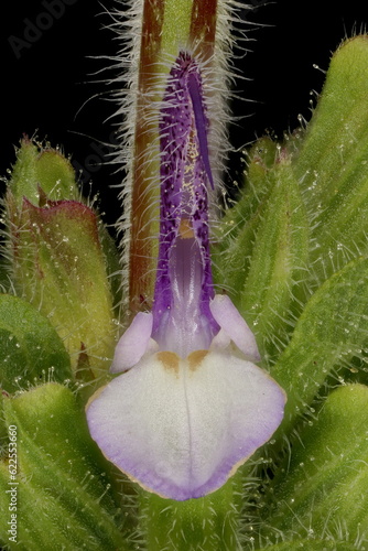 Foto Annual Clary (Salvia viridis). Flower Closeup
