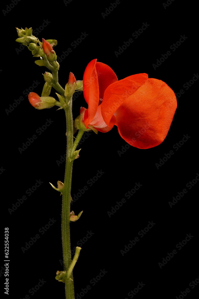 Naklejka premium Runner Bean (Phaseolus coccineus). Inflorescence Closeup