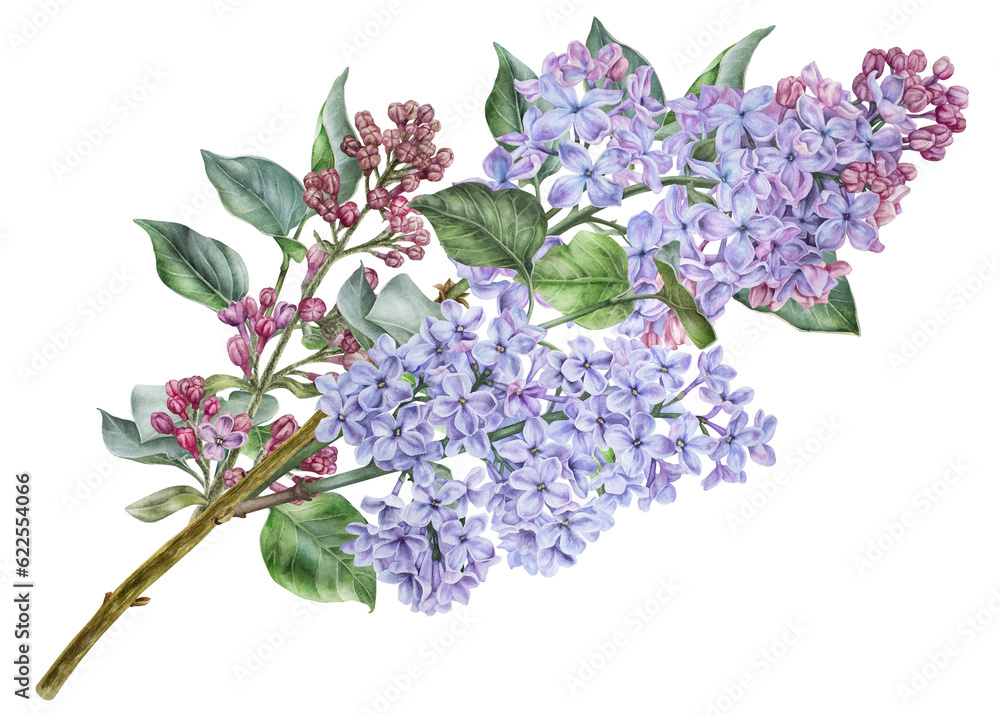 Branch of purple lilac. Watercolor botanical illustration. Hand drawn ...