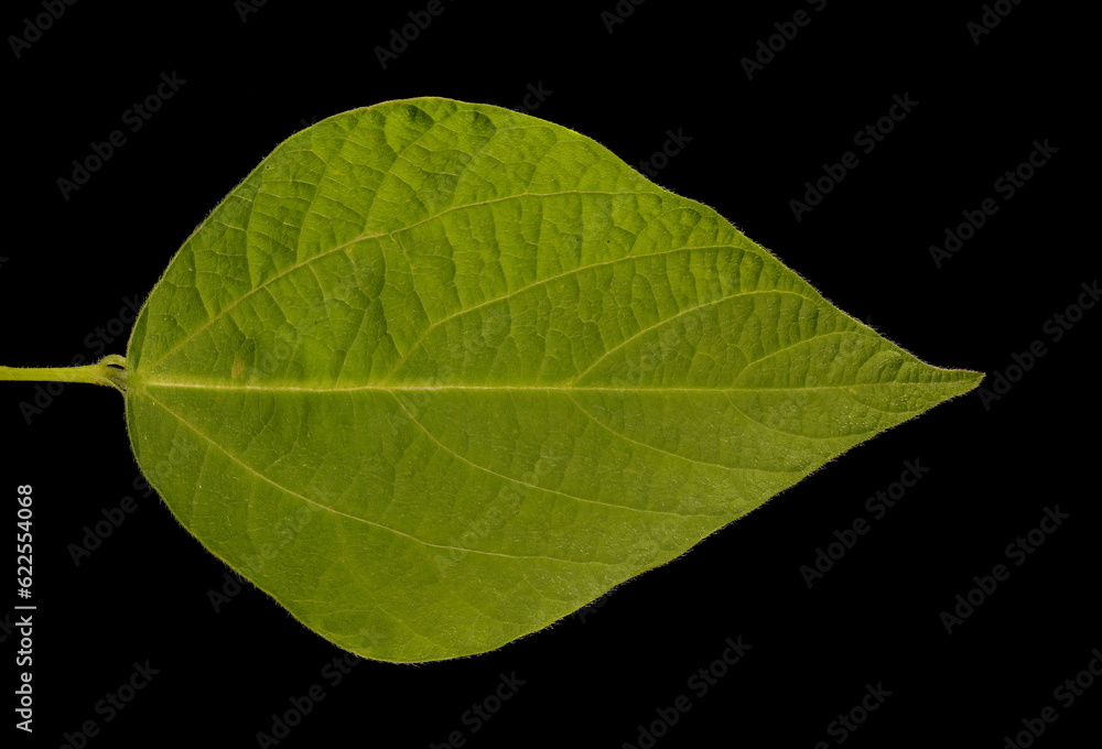 Obraz premium Runner Bean (Phaseolus coccineus). Leaflet Closeup