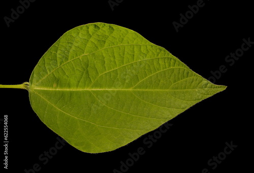 Runner Bean (Phaseolus coccineus). Leaflet Closeup