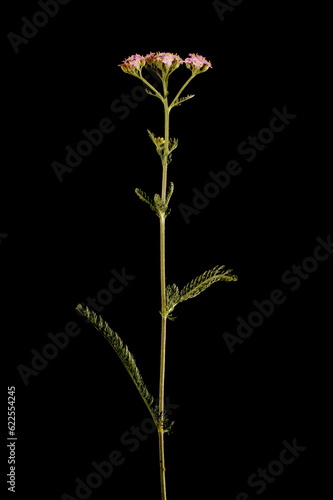 Yarrow (Achillea millefolium). Habit (Pink Form)