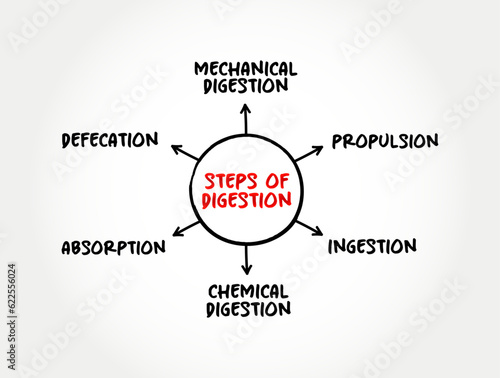 Steps of digestion mind map, text concept for presentations and reports