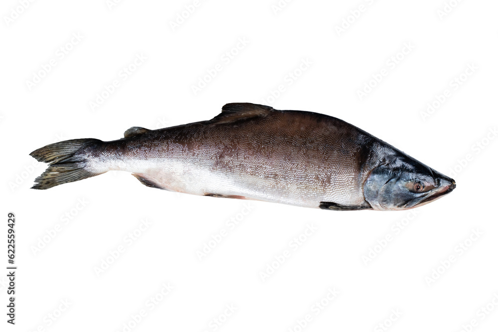 Fish humpback salmon close up isolated on white background with clipping path. Full Depth of field. Focus stacking. Fish humpback salmon close up isolated on white background with clipping path. Full Depth of field. Focus stacking.